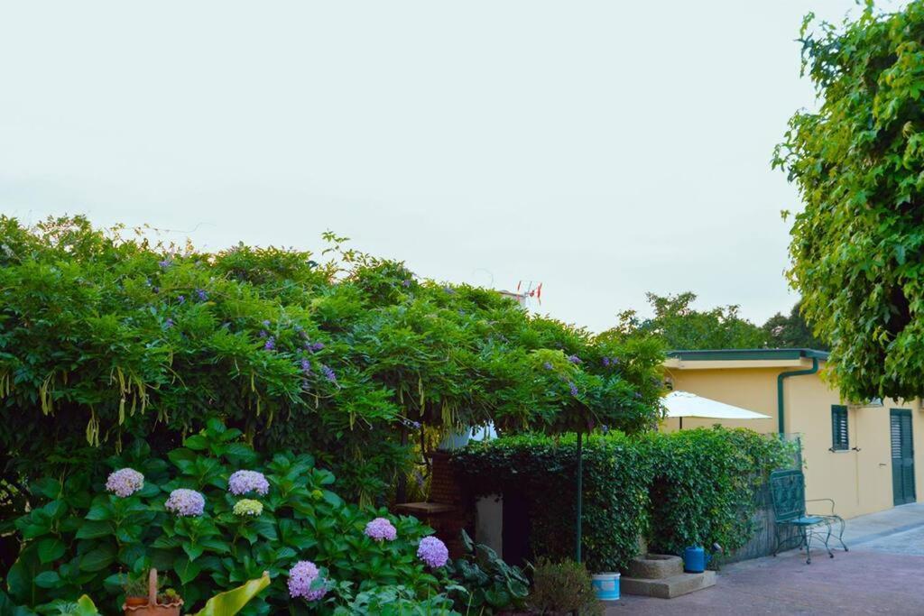 A Tintureira Villa São Martinho de Antas Exteriör bild